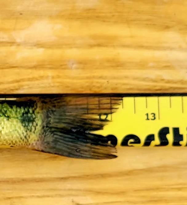 22" Panfish SkimmerStik Stock:026
