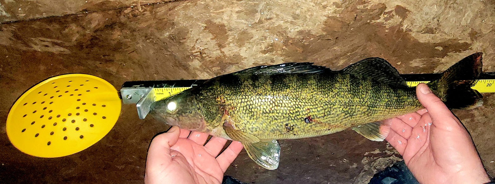 2 Piece 30" Original SkimmerStik Stock: 022